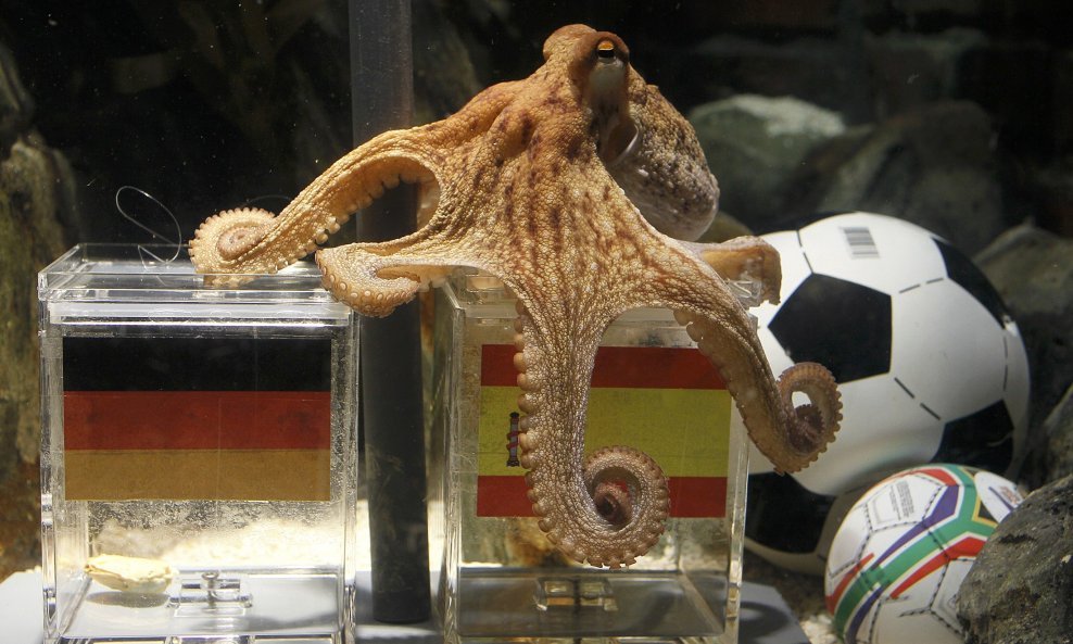 Hobotnica Paul