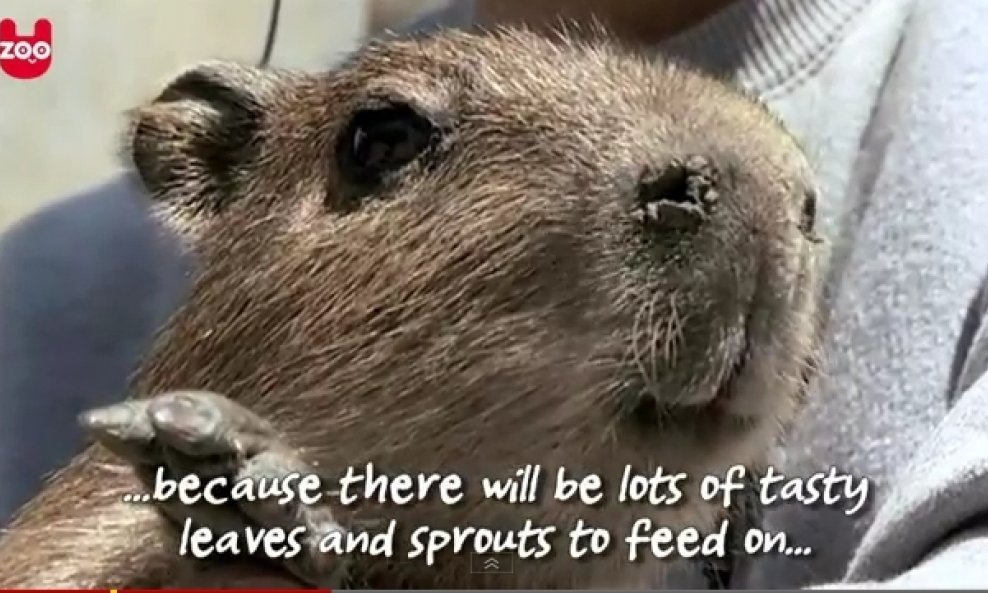 kapibara vodenprase funvideo