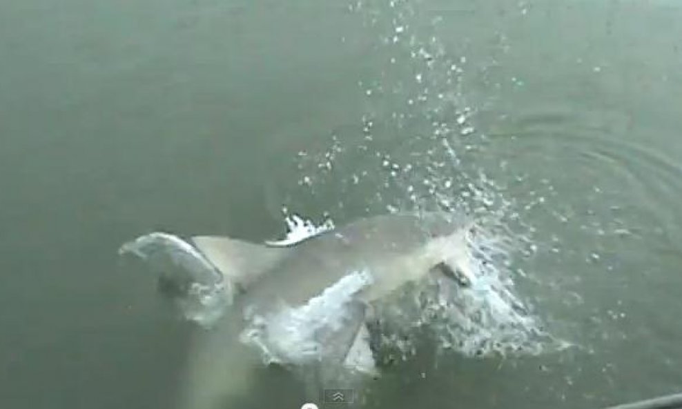 Morski pas krade ribu s udice