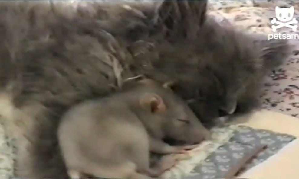 mačka i miš