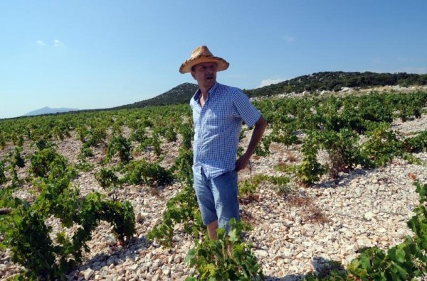 Antun Plančić, snimljen u vinogradima na Hvaru (Pixell)
