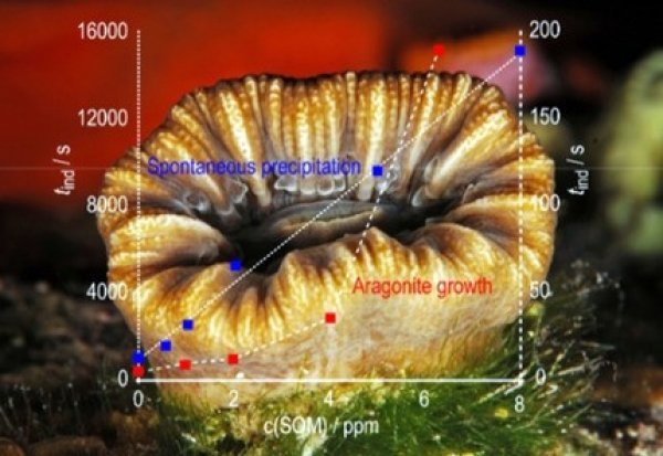 Rezultati istraživanja koralja objavljeni su u prestižnom znanstvenom časopisu 'Chemistry - A European Journal'
