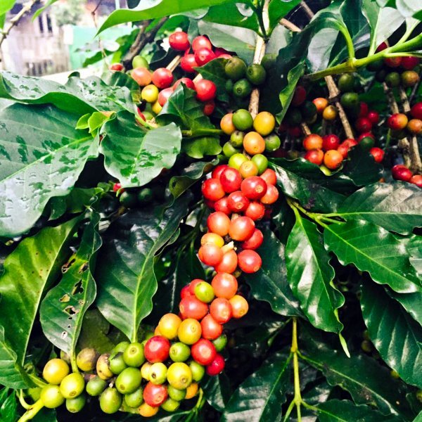 Kava je zapravo voće i raste na grmovima Thinkstock