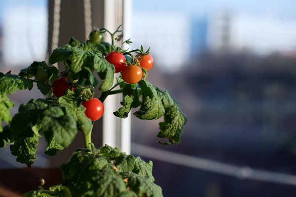 Patuljasta rajčica na prozorskoj klupici