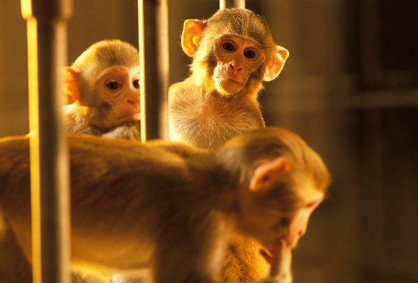Majmuni su najčešće posljednja stepenica prije kliničkih ispitivanja na ljudima