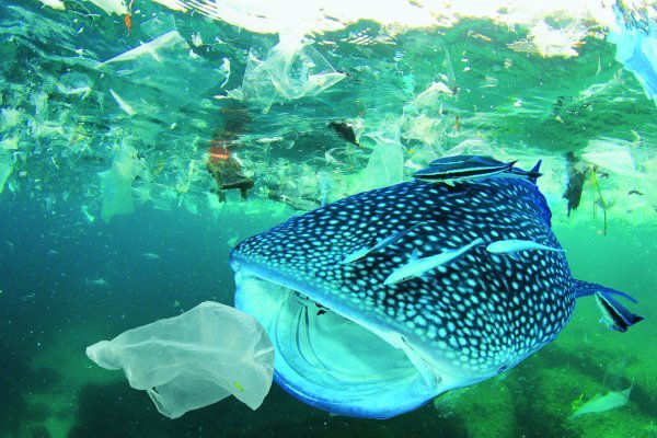 Zagađenje oceana plastikom: kitopsina se hrani u zagađenim vodama i guta plastiku