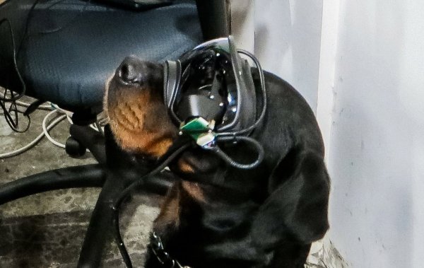 Rotvajler Matter, jedan od najpametnijih pasa u američkoj vojsci, brzo se priviknuo na naočale