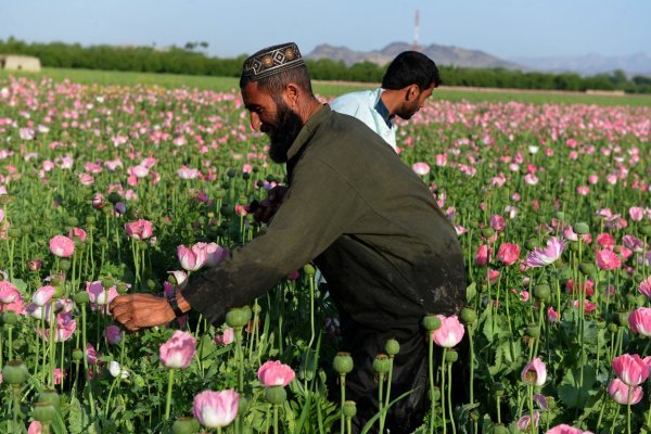 Opijumski mak glavni je komercijalni usjev u Afganistanu