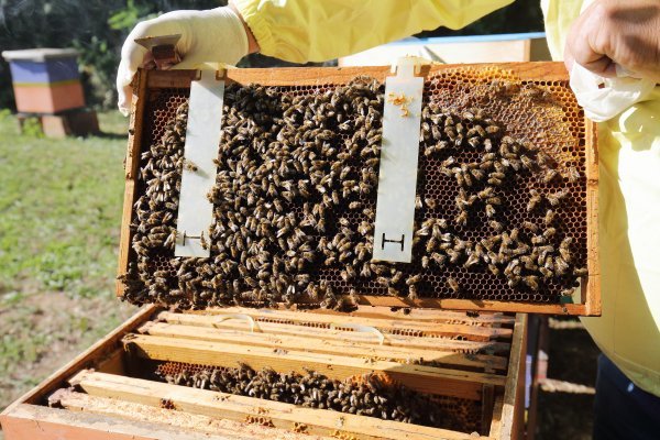 U pčelinjaku Stanka Čuljka nedaleko od Cerića u Vukovarsko-srijemskoj županiji