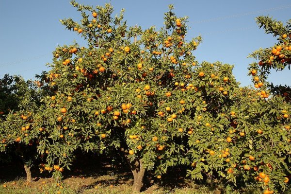 Berba mandarina u dolini Neretve, Turistička zajednica Dubrovačko-neretvanske županije