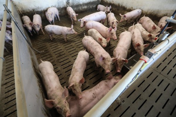 Hrvatska u proizvodnji svinjetine ima samodostatnost od samo 50 posto, a preostala polovica potrebnog mesa dolazi iz uvoza