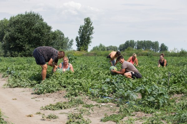Predrag Tomašević s radnicima u berbi lubenica na polju kod Bolmana u Baranji