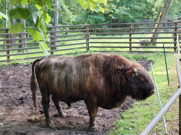 Umjesto bizona, u Bjelorusiji sam susreo KGB. Ovaj je snimljen u gostoljubivijem rezervatu, u Poljskoj