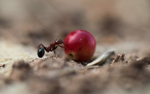 Jedna vrsta gljivica naučila je kako ulaskom u organizam mrava zavladati živčanim sustavom i preuzeti kontrolu nad njegovim ponašanjem