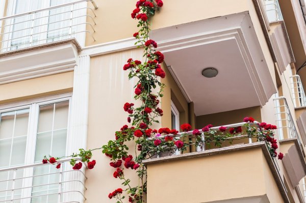 Ruže na balkonu