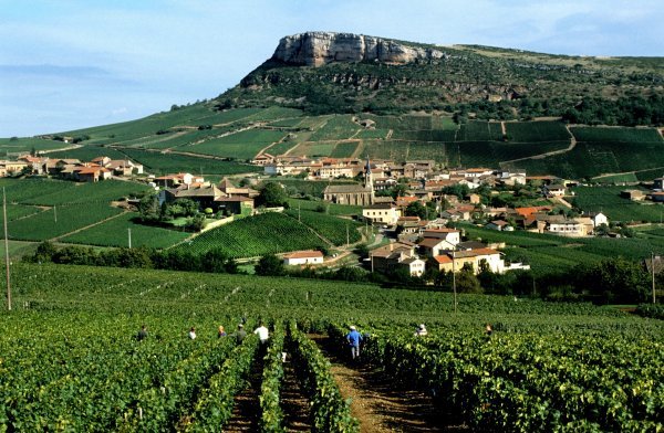 Vinogradi u Burgundiji