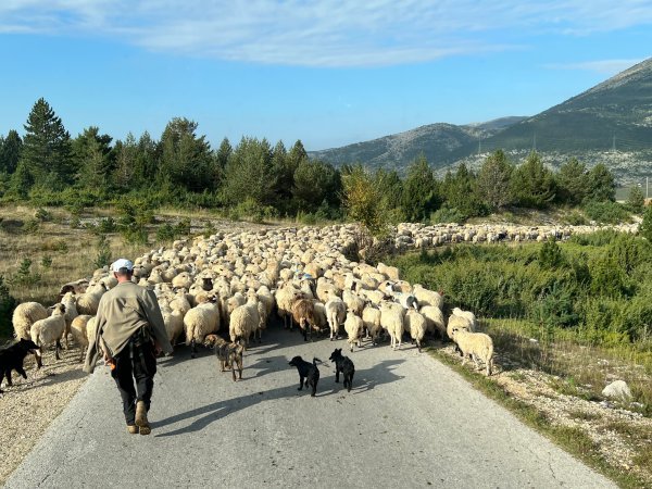 Blidinje je poznato i po uzgoju koza i ovaca, a prizori stada koja često idu i cestama nisu neoubičajeni