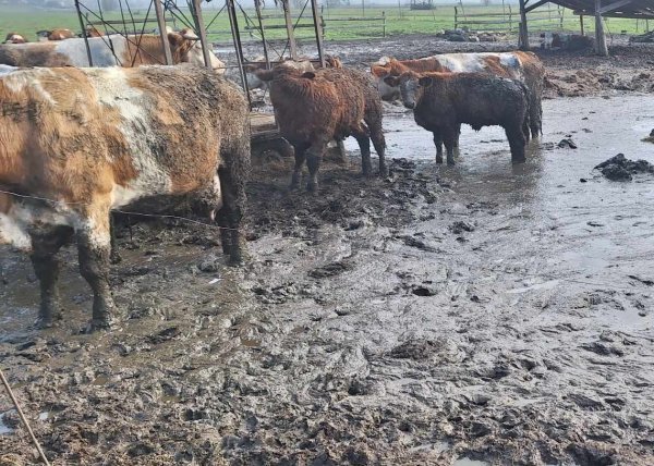 Krave na farmi u Leskovcu pri Krškem