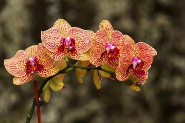 Orhideja leptirica