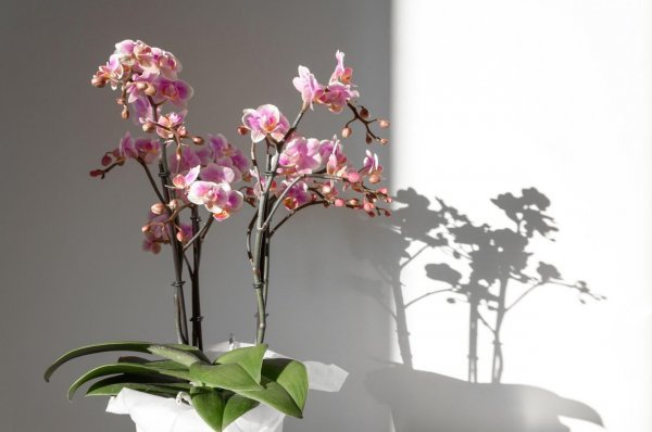 Sobna orhideja najbolje će rasti na osunčanom mjestu, ali bez previše direktne svjetlosti