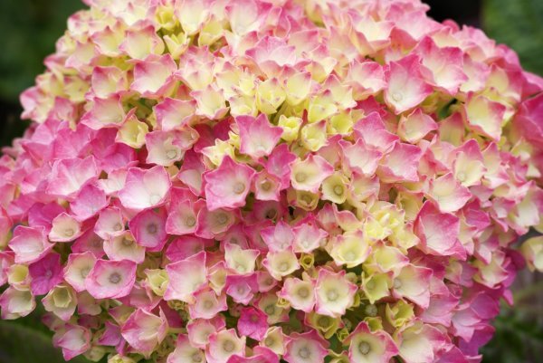 Za predivan cvat hortenzija najvažniji su odgovarajuće tlo i pravodobno orezivanje