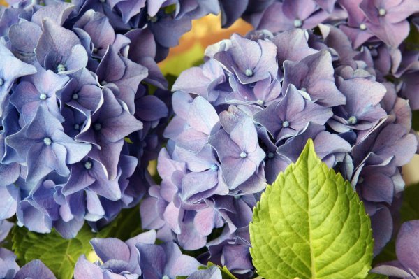 Hortenzije najraskošnije cvatu krajem ljeta
