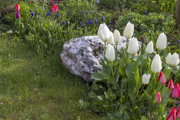 Tulipane je najbolje saditi u studenom ili čak u prosincu.