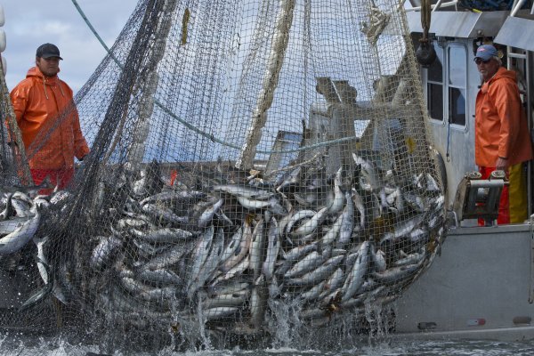 Norveški ribari trljaju ruke zbog rasta potražnje Profimedia