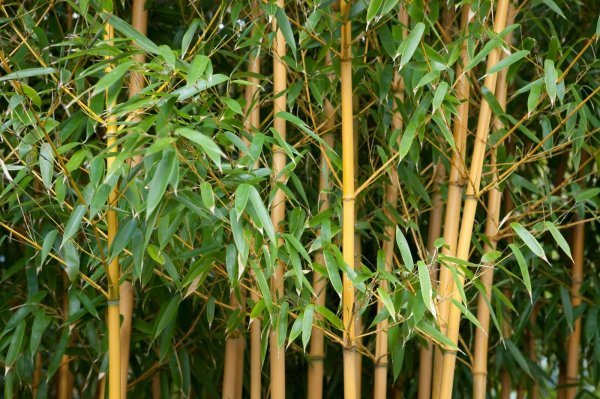 Zlatni bambus