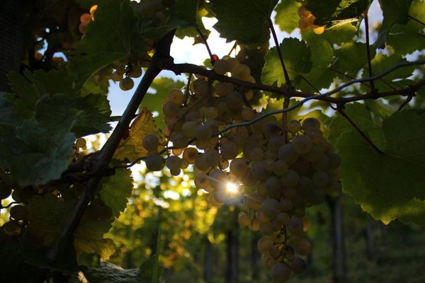 Dobar urod u vinogradima Šemberovih  
