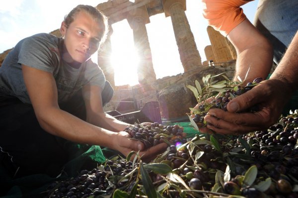 Uzgoj maslina na Siciliji nerijetko kontroliraju 'kumovi' Profimedia