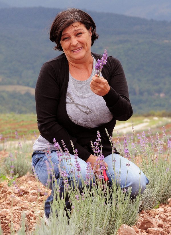 Na više od 30 hektara zemlje u okolici Niša Ljiljana Petrović zasadila je lavandu i smilje