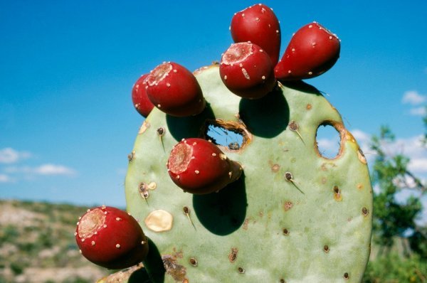 Ekstrakt ploda kaktusa ublažava mamurluk, ali treba ga uzeti satima prije alkohola