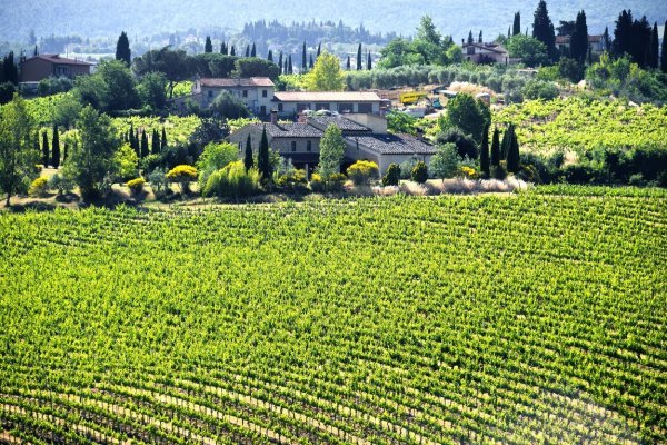 Vinogradi u Toskani