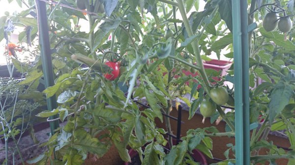 U načelu na balkonu možete uzgajati bilo koje povrće, a vjerojatno najpopularnije su rajčice, a naročito cherry-rajčice koje odlično uspijevaju u posudama.  