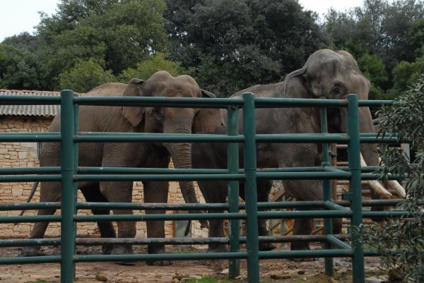Brijunski slonovi Sony i Lanka