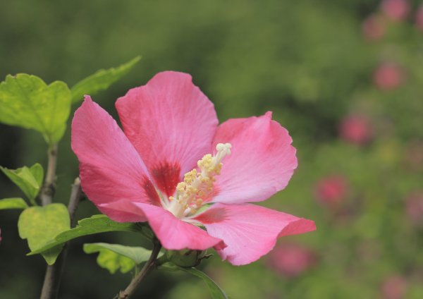 Vrtni hibiskus Profimedia
