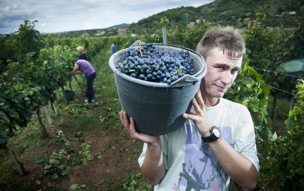 Najavljuju dva nova vrhunska vina, računaju na sorte iz drniških vinograda Ante Čizmić/Cropix