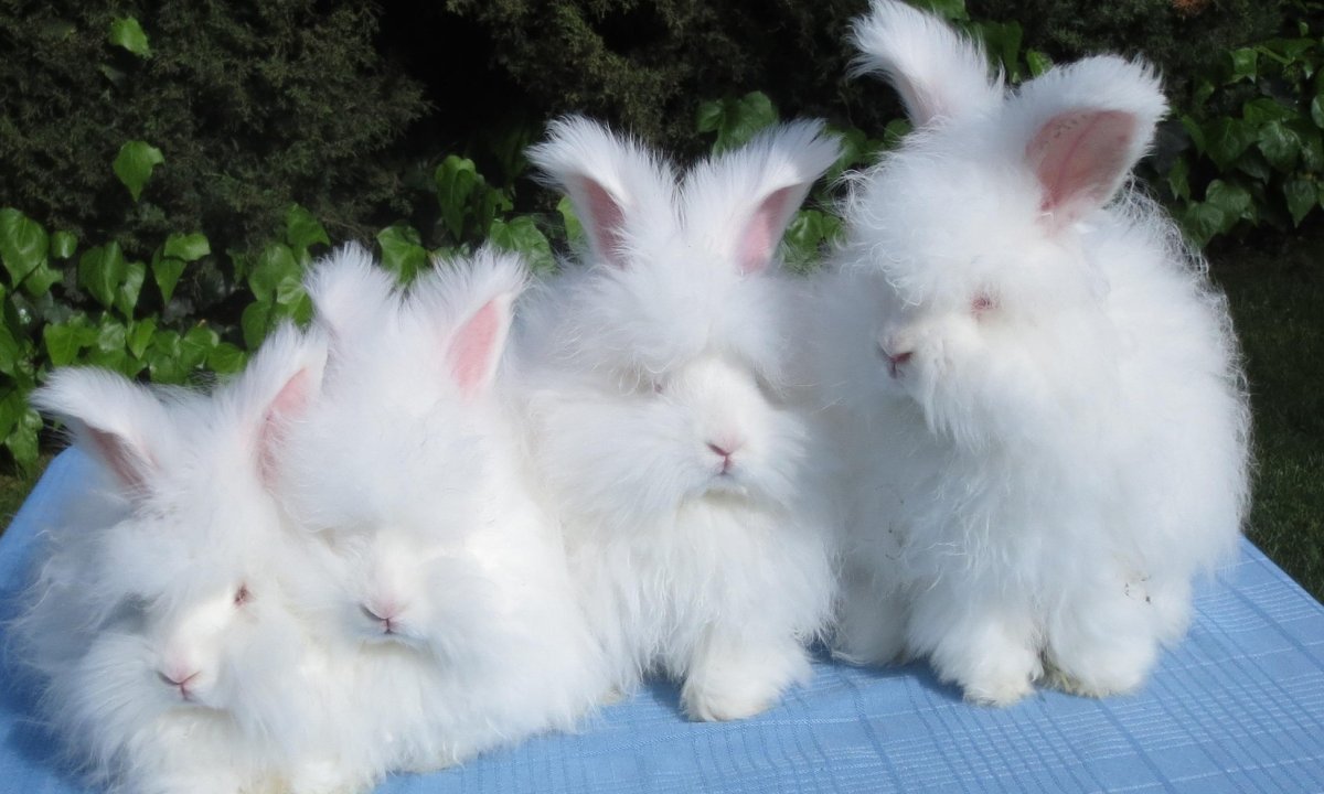 Nakon krzna, sve se više iz modnih kolekcija izbacuje angora vuna, a ...