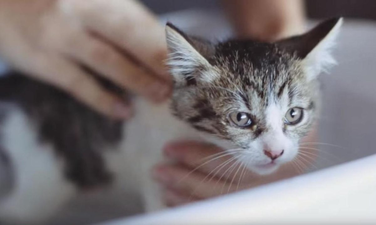 Mačkica doživjela svoje prvo kupanje - tportal