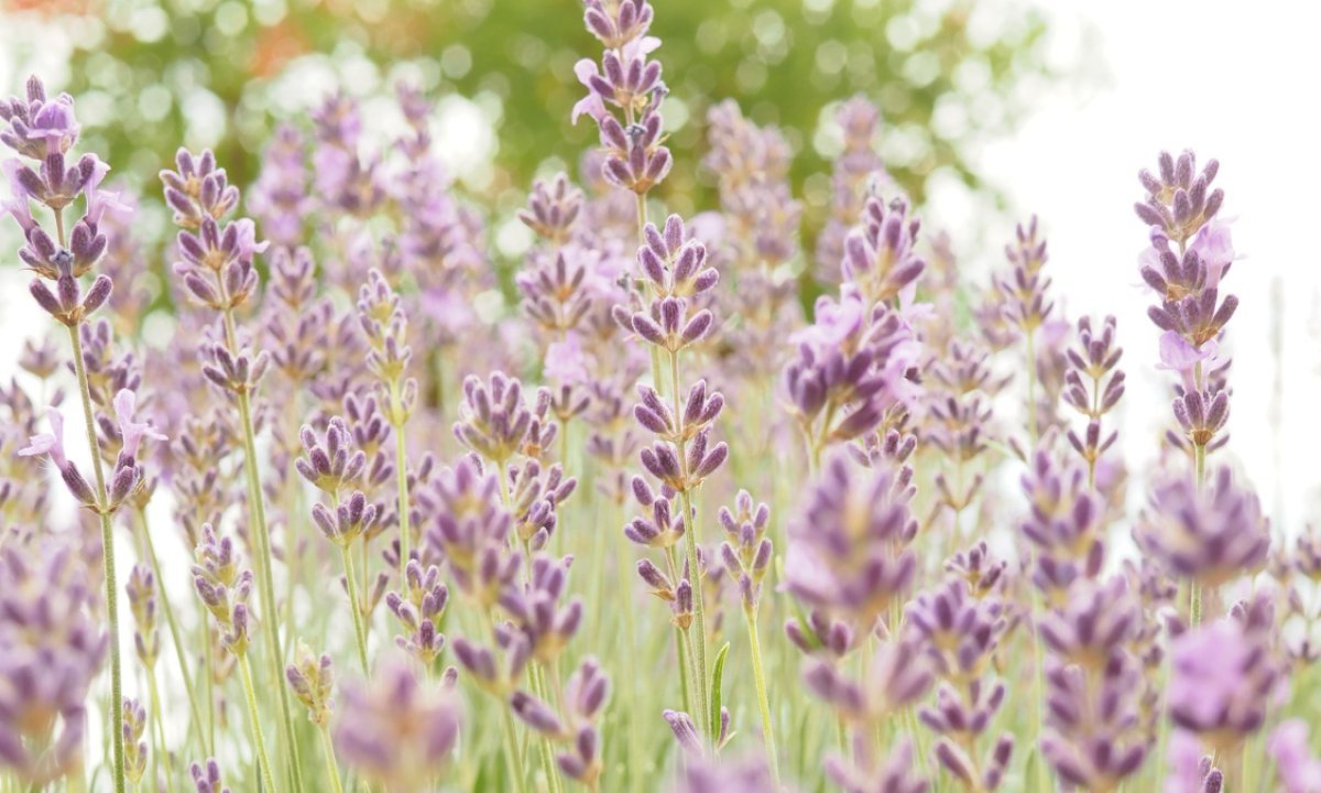 Nemojte zakasniti: Ovo je sada nužno napraviti da bi lavanda nastavila ...