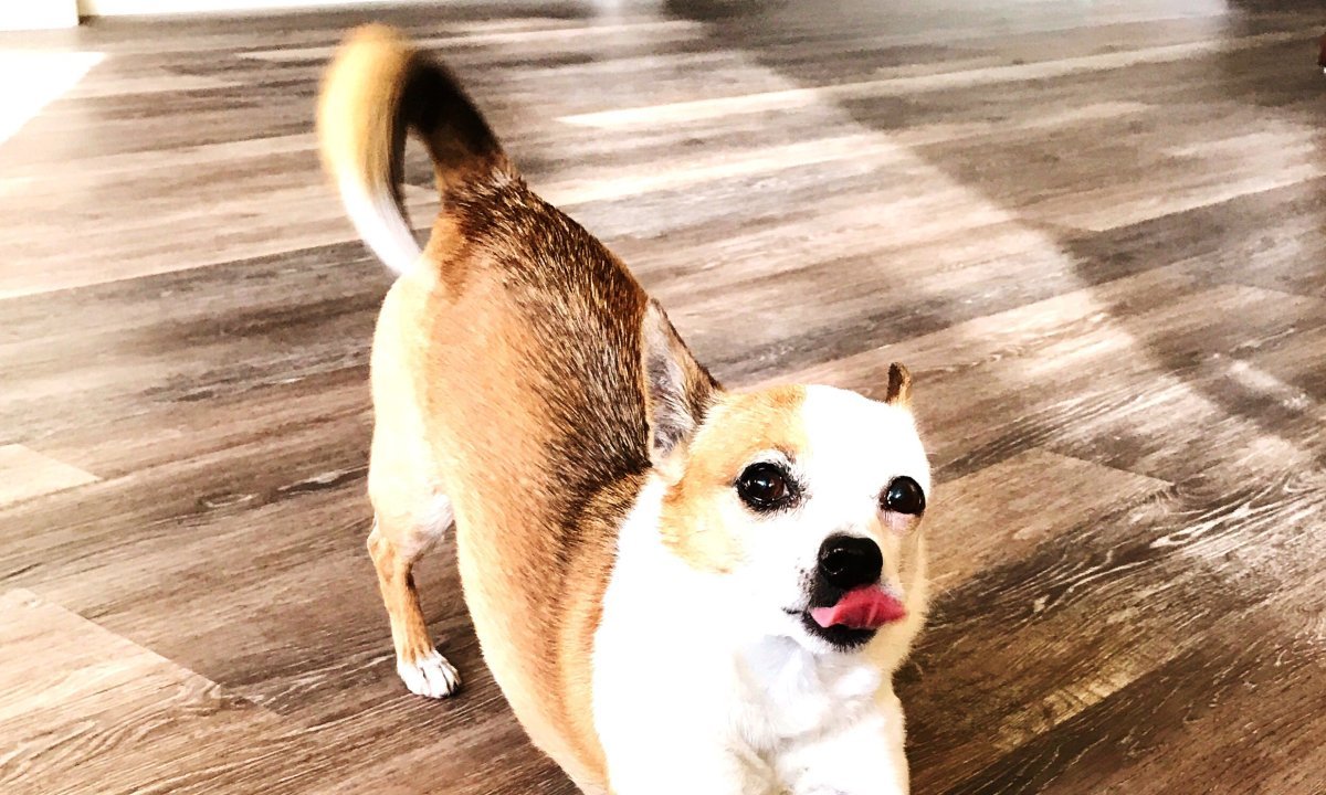 Nije samo razgibavanje: Evo što pas poručuje kada se protegne kad vas vidi Kép