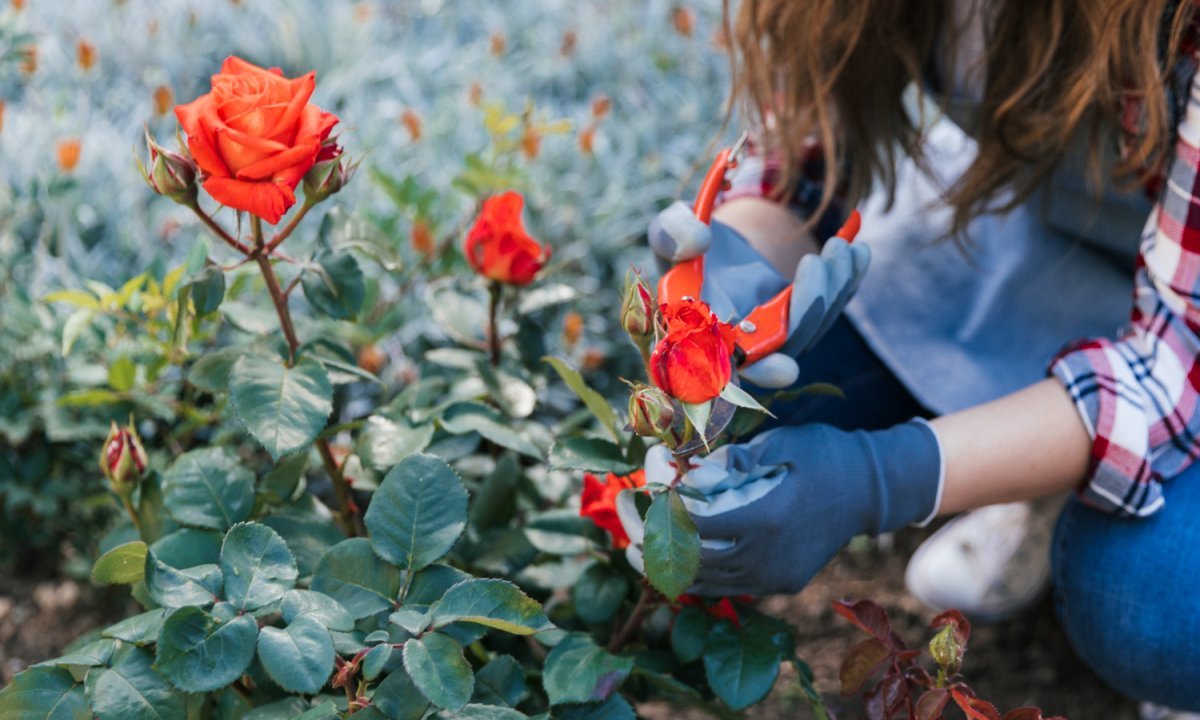 Za uzgoj najljepših ruža morate se držati ovih jednostavnih pravila Kép