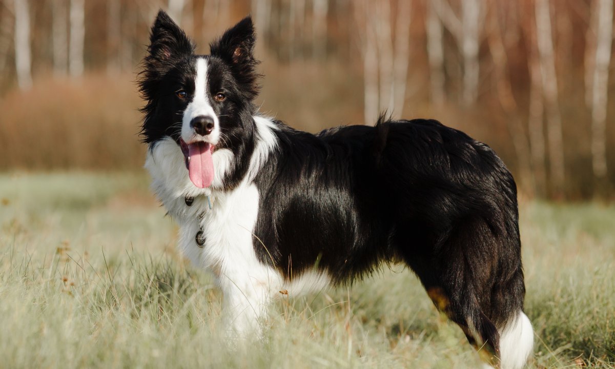 Imate border collieja? Evo kako ga zabaviti prije nego što vaš namještaj postane njegova igračka