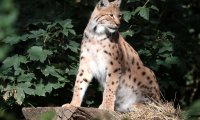 LIFE Lynx