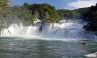 SLATKOVODNE VRSTE