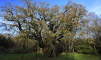 tužna vijest iz sherwooda
