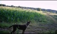 STRAH U JAKOVLJU
