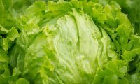 CICLOSPORA