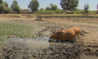 žega uzima danak